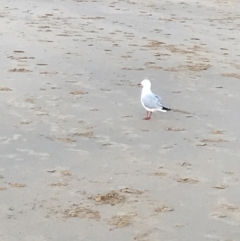 Chroicocephalus novaehollandiae (Silver Gull) at Cowes, VIC - 18 Dec 2021 by Tapirlord