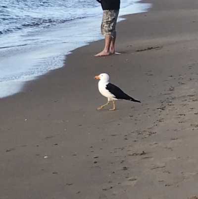 Larus pacificus (Pacific Gull) at Cowes, VIC - 18 Dec 2021 by Tapirlord