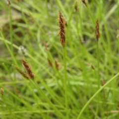 Eleocharis atricha (Tuber Spikerush) at Kambah, ACT - 27 Dec 2021 by MatthewFrawley