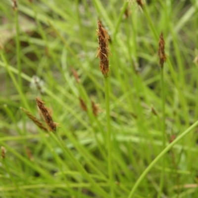 Eleocharis atricha (Tuber Spikerush) at Kambah, ACT - 27 Dec 2021 by MatthewFrawley