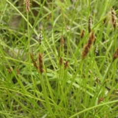 Eleocharis atricha at Kambah, ACT - 27 Dec 2021