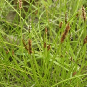 Eleocharis atricha at Kambah, ACT - 27 Dec 2021