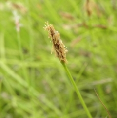 Eleocharis atricha at Kambah, ACT - 27 Dec 2021