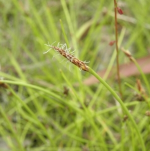 Eleocharis atricha at Kambah, ACT - 27 Dec 2021