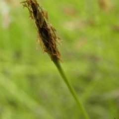 Eleocharis atricha at Kambah, ACT - 27 Dec 2021