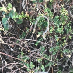 Melaleuca squarrosa (Bottle-brush Teatree) at Cowes, VIC - 18 Dec 2021 by Tapirlord