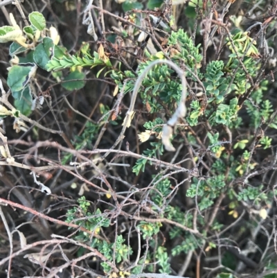 Melaleuca squarrosa (Bottle-brush Teatree) at Cowes, VIC - 18 Dec 2021 by Tapirlord