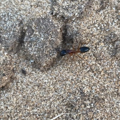 Camponotus consobrinus (Banded sugar ant) at Cowes, VIC - 18 Dec 2021 by Tapirlord