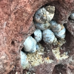 Unidentified Sea Snail or Limpet (Gastropoda) at Cowes, VIC - 18 Dec 2021 by Tapirlord