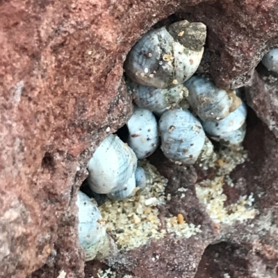 Unidentified Sea Snail or Limpet (Gastropoda) at Cowes, VIC - 18 Dec 2021 by Tapirlord