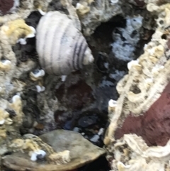 Unidentified Sea Snail or Limpet (Gastropoda) at Cowes, VIC - 18 Dec 2021 by Tapirlord