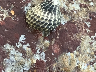 Unidentified Sea Snail or Limpet (Gastropoda) at Cowes, VIC - 18 Dec 2021 by Tapirlord