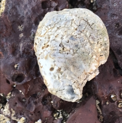 Unverified Marine Invertebrate at Cowes, VIC - 18 Dec 2021 by Tapirlord