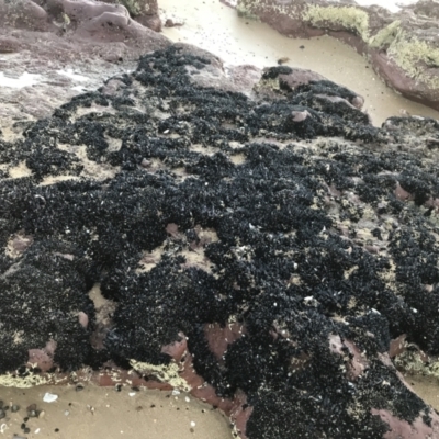 Unverified Pipi, Clam or Oyster (Bivalvia) at Cowes, VIC - 18 Dec 2021 by Tapirlord