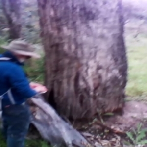 Eucalyptus bridgesiana at O'Malley, ACT - 28 Nov 2021