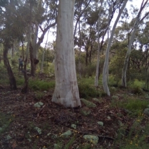 Callocephalon fimbriatum at Garran, ACT - 25 Nov 2021