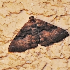 Aporoctena undescribed species (A Geometrid moth) at Wanniassa, ACT - 31 Dec 2021 by JohnBundock