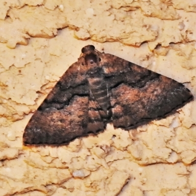 Aporoctena undescribed species (A Geometrid moth) at Wanniassa, ACT - 31 Dec 2021 by JohnBundock