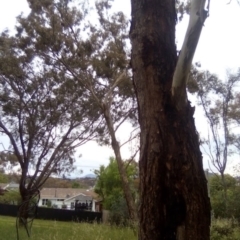 Eucalyptus elata at Garran, ACT - 18 Nov 2021