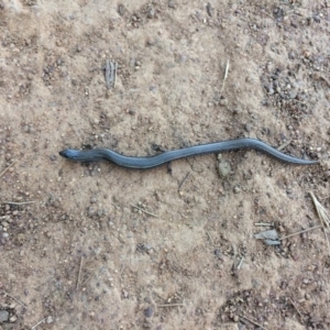 Hemiergis talbingoensis at Ainslie, ACT - 31 Dec 2021 07:44 PM