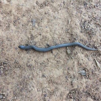 Hemiergis talbingoensis (Three-toed Skink) at Mount Ainslie - 31 Dec 2021 by bushhiker