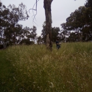 Eucalyptus elata at Garran, ACT - 18 Jan 2022 05:52 PM