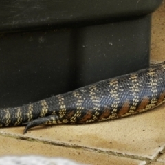 Tiliqua scincoides scincoides (Eastern Blue-tongue) at Burradoo, NSW - 1 Jan 2022 by GlossyGal