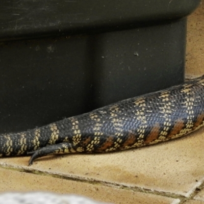 Tiliqua scincoides scincoides (Eastern Blue-tongue) at Burradoo, NSW - 1 Jan 2022 by GlossyGal