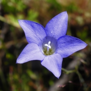 Wahlenbergia stricta subsp. stricta at Rendezvous Creek, ACT - 30 Dec 2021