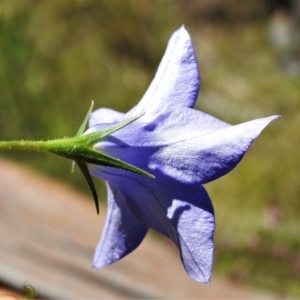 Wahlenbergia stricta subsp. stricta at Rendezvous Creek, ACT - 30 Dec 2021