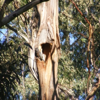 Callocephalon fimbriatum (Gang-gang Cockatoo) at Garran, ACT - 30 Dec 2021 by MichaelMulvaney