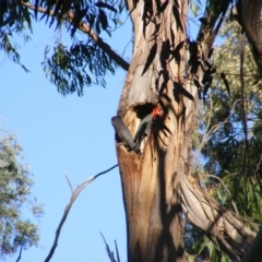 Callocephalon fimbriatum at Garran, ACT - 31 Dec 2021