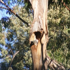 Callocephalon fimbriatum at Garran, ACT - 31 Dec 2021