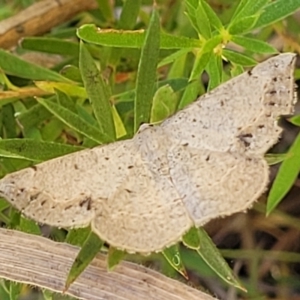 Taxeotis intextata at Molonglo Valley, ACT - 1 Jan 2022