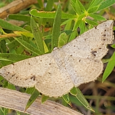 Taxeotis intextata (Looper Moth, Grey Taxeotis) at Molonglo Valley, ACT - 31 Dec 2021 by tpreston