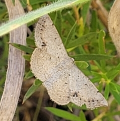 Taxeotis intextata at Molonglo Valley, ACT - 1 Jan 2022