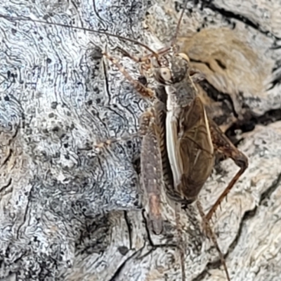 Eurepa marginipennis (Mottled bush cricket) at Molonglo Valley, ACT - 31 Dec 2021 by tpreston