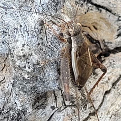 Eurepa marginipennis (Mottled bush cricket) at Molonglo Valley, ACT - 1 Jan 2022 by trevorpreston