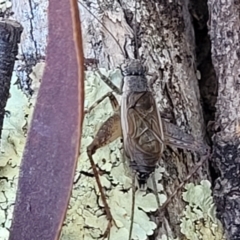 Eurepa marginipennis at Molonglo Valley, ACT - 1 Jan 2022 10:41 AM