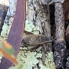 Eurepa marginipennis at Molonglo Valley, ACT - 1 Jan 2022