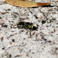 Bembix sp. (genus) (Unidentified Bembix sand wasp) at Wallagoot, NSW - 29 Dec 2021 by KylieWaldon