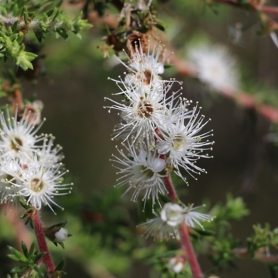 Kunzea ambigua (White Kunzea) at Wallagoot, NSW - 28 Dec 2021 by KylieWaldon