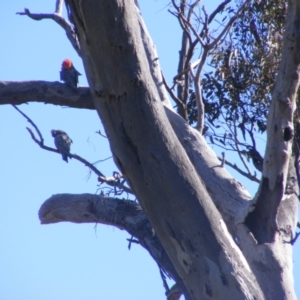 Callocephalon fimbriatum at O'Malley, ACT - 31 Dec 2021