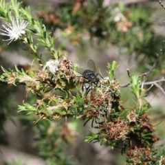 Unidentified True fly (Diptera) at Wallagoot, NSW - 28 Dec 2021 by KylieWaldon
