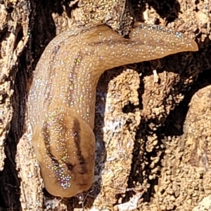 Ambigolimax sp. (valentius and waterstoni) at Molonglo Valley, ACT - 1 Jan 2022 10:42 AM