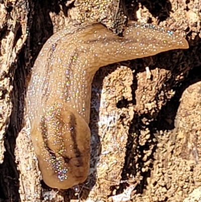 Ambigolimax nyctelia (Striped Field Slug) at Molonglo Valley, ACT - 31 Dec 2021 by tpreston