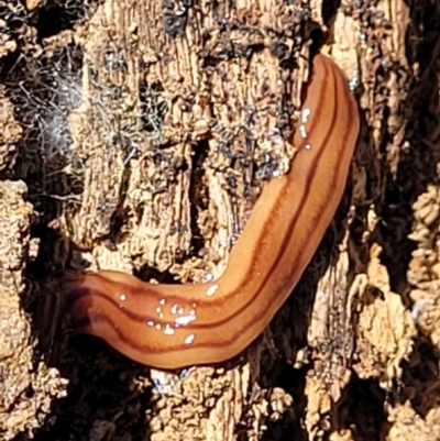 Anzoplana trilineata (A Flatworm) at Molonglo Valley, ACT - 1 Jan 2022 by trevorpreston