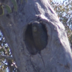 Callocephalon fimbriatum (Gang-gang Cockatoo) at O'Malley, ACT - 31 Dec 2021 by MichaelMulvaney