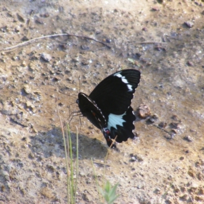 Papilio aegeus (Orchard Swallowtail, Large Citrus Butterfly) at O'Malley, ACT - 31 Dec 2021 by MichaelMulvaney