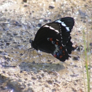 Papilio aegeus at O'Malley, ACT - 31 Dec 2021